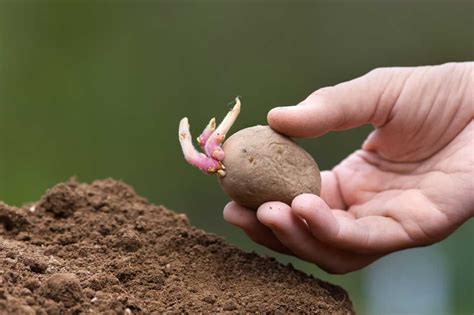 10 easy steps to successfully plant sprouted potatoes